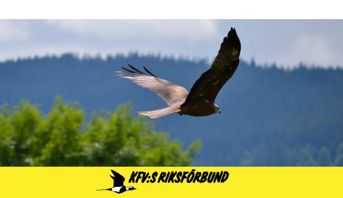 KFV Katastrofhjälp fåglar och vilt